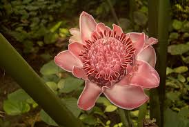 Image result for Etlingera