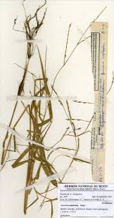 Image result for Acroceras