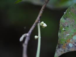 Image result for Dichapetalum