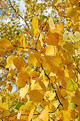 Adapted to the heat, drought and humidity of the midwestern prairie, this variety brings lowland adaptability and disease prairie gold trembling aspen has green foliage throughout the season. Prairie Gold Trembling Aspen Populus Tremuloides Ne Arb In Columbus Dublin Delaware Grove City Gahanna Bexley Ohio Oh At Oakland Nurseries Inc