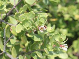 Image result for Pemphis