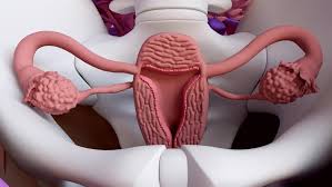 Image result for uterus