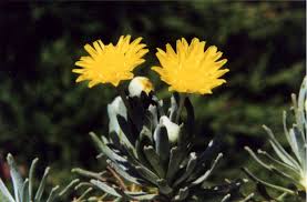 Image result for Euryops subcarnosus