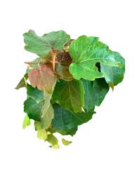 Image result for Parthenocissus