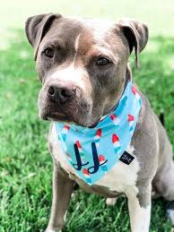 They Tried To Put Me On The Cover Of Vogue Tik Tok 4th Of July Dog Photo Ideas In 2020 Dog Bandana Dog Photos Dogs