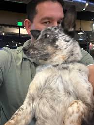 Dog friendly place in Centennial Colorado