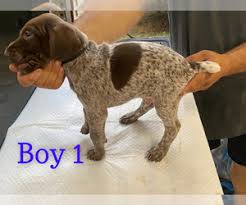 German wirehaired pointer puppies for sale near dallas, texas, usa, page 1 (10 per page) puppyfinder.com is your source for finding an ideal german wirehaired pointer puppy for sale near dallas, texas, usa area. Puppyfinder Com German Shorthaired Pointer Puppies Puppies For Sale Near Me In Conroe Texas Usa Page 1 Displays 10