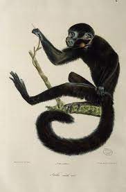 Illustration Singe Singe Dessin Illustrations Animalieres