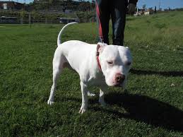Black And White Pit Bull Boxer Pin On Cute Dogs