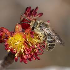 Maybe you would like to learn more about one of these? Bees On Red Maple Flowers First Light Wildlife Habitats