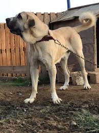 Kangal Sevgim Panosundaki Pin