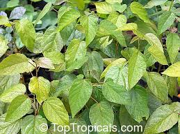 Image result for Croton longipedicellatus
