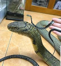 17 Year Old Southern Thai King Cobra Next To A 3 Week Old Southern Thai King Cobra Baby Snakes Snake Pet Snake