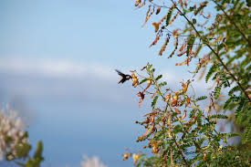 Image result for Aporrhiza paniculata