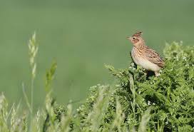 Sa queue est très nettement plus courte et le blanc est à l'extrémité et non sur les bords externes. Ou Sont Passes Les Oiseaux Des Champs Cnrs Le Journal