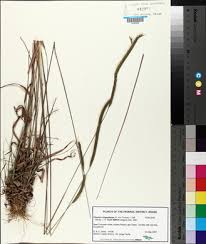 Image result for Ctenium concinnum