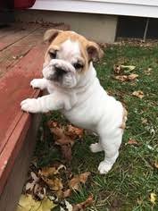 By the middle of the 1800s, the sport was no longer legal, and the athletic bulldog quickly began to disappear. View Ad Bulldog Litter Of Puppies For Sale Near Michigan Grand Rapids Usa Adn 20050