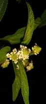Image result for Lippia javanica