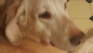 Guardian angel pet rescue, inc's adoption process. Gaar Helps Sick Abandoned Animals Recover Find Homes