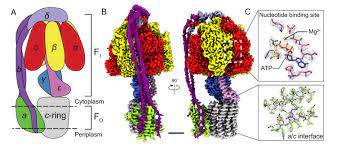 Check spelling or type a new query. Structure Of A Bacterial Atp Synthase Elife