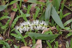 Image result for Melaleuca leucadendron