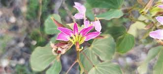 Image result for Bauhinia macrantha
