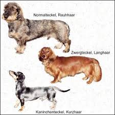 Alopecia areata is one type of hair loss that typically causes patches of baldness. Dackel Teckel Dachshund