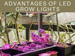We did not find results for: How Far Away Should Led Grow Lights Be From Plants Greenhouse Today