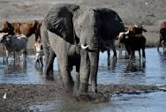 Botswana president offers 20,000 elephants to Germany amid ...