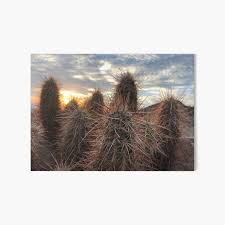I see folks all the time wondering why their so called 'christmas cactus' is. Hairy Cactus Art Board Prints Redbubble
