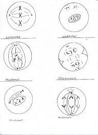 4thmetaphase i_homologous chromosome line up in the center of the cell2.5thanaphase i__spindle fibers pull homologous pairs to ends of the cell3. Bioexcel 190 Mitosis Meiosis Key