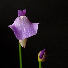 Image result for Utricularia tortilis