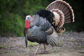 6 wacky facts about wild turkeys - Cottage Life