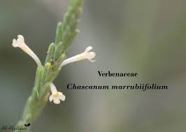 Image result for Chascanum