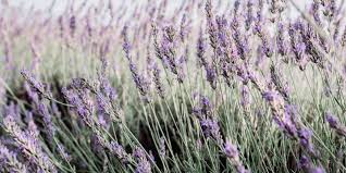 Warm the olive oil for around 10 seconds. 8 Benefits Of Lavender How To Safely Use Lavender Oil