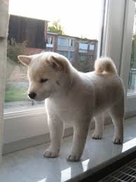 The shiba inu (柴犬, japanese: Not Found Cute Animals Animals Dog Breeds