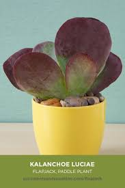Check spelling or type a new query. Kalanchoe Luciae Flapjack Care And Propagation Information Succulent Gardening Succulents Succulent Landscaping