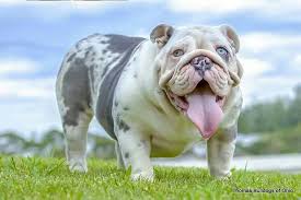 The under coat is blue and the top coat is darker. Colors And Pricing How Much Does An English Bulldog Cost
