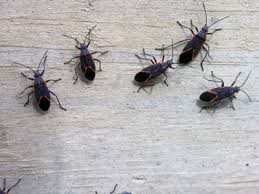 Our pest library is the place we share our knowledge of utah's most common pests with you, so you. Could This Bug Be Causing Your Allergies University Of Utah Health