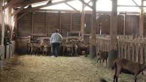 We did not find results for: Kelakuan Aneh Kakak Di Kandang Kambing Adik Yang Mengira Kakak Buang Air Besar Malah Histeris Halaman 3 Tribun Madura