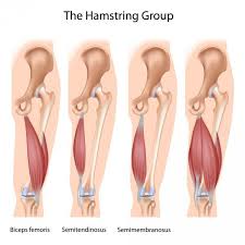 The King Of Hamstring Exercises Hamstring Workout Tight Hamstrings Hamstrings