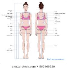 Body Measures Stock Vectors Images Vector Art Shutterstock