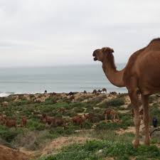 The camel price varies from 1500 pounds (less than 300 dollars) to nine thousands pounds (about 1.6 thousand dollars).. Travel Guide And Location Surf Star Morocco