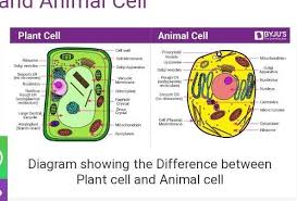 If so, you may need to memorize the animal cell, its organelles, and their functions. Mcq43jh8njumxm
