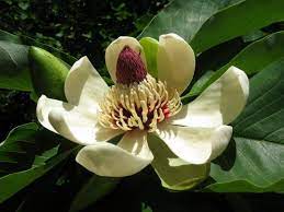 Magnolia Tree Everything You Should Know About It About Everything Magnolia Should Magnolia Trees Magnolia Denudata Trees To Plant
