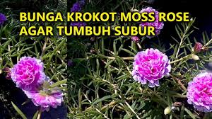 Salah satu spesies yaitu portulaca oleracea (gelang biasa) dikenal sebagai tanaman yang dapat dimakan dan dikenal di beberapa daerah sebagai tanaman hama. Gambar Taman Bunga Krokot Gambar Bunga