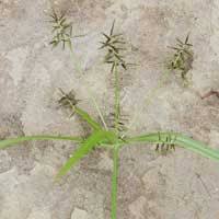 Image result for Cyperus hemisphaericus
