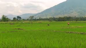 Meskipun tak seluas perkebunan teh lainnya yang berada di bandung, perkebunan teh ini juga tampak indah dipandang karena termasuk kebun teh yang aktif berproduksi dan senantiasa terpelihara. Manfaat Dataran Rendah Di Indonesia