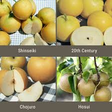 asian pears 3 on 1 multiple grafted fruit tree semi dwarf groworganic com