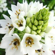 Image result for Ornithogalum pulchrum